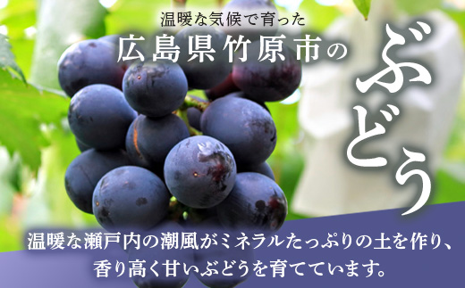 西部ぶどう園 紫苑2房 約1.2kg 葡萄 フルーツ 果物【 皮ごと パリッ 美味しい 白ぶどう 高糖度 詰合せ ジューシー 甘い 贈答用 】※2024年9月下旬～10月下旬頃に順次発送予定 ※沖縄・離島への配送不可