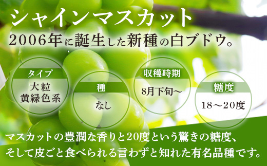 西部ぶどう園 シャインマスカット1房と旬のブドウ1房 計約1.2kg 葡萄 フルーツ 果物 ※2024年9月初旬～10月初旬頃に順次発送予定　※沖縄・離島への配送不可