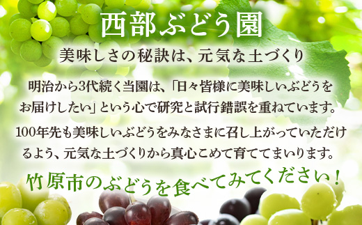 西部ぶどう園 紫苑1房と旬のブドウ1房 計約1.2kg 葡萄 フルーツ 果物 ※2024年9月下旬～10月下旬頃に順次発送予定　※沖縄・離島への配送不可