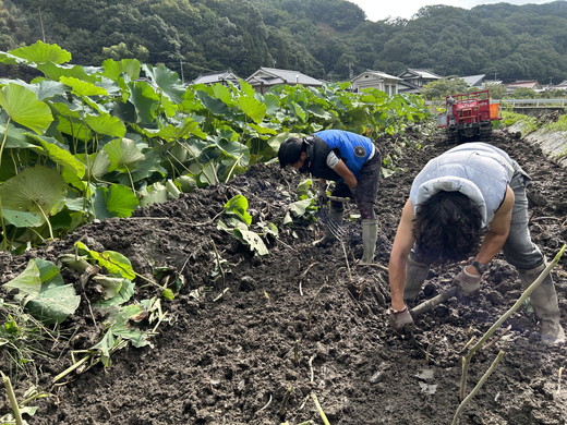 レンコン堀り体験ペアチケット 約2kgレンコンお持ち帰り ｜ レンコン 体験 ペア 蓮根 産地直送 シャキシャキ 甘み 野菜 やさい 根菜 食品 広島県 竹原市