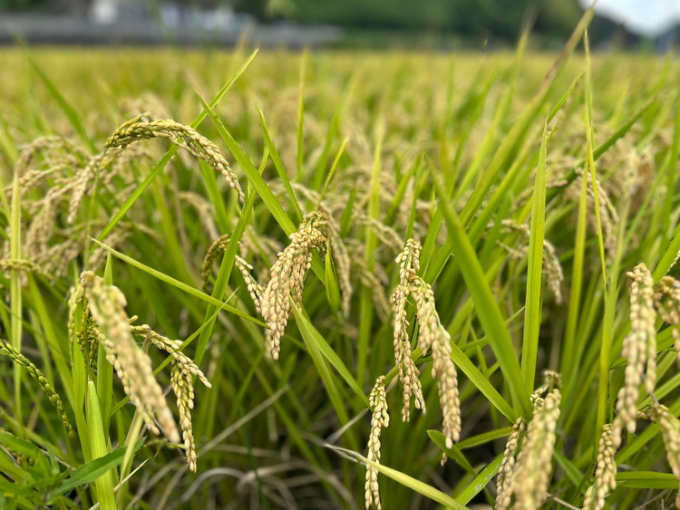 【先行予約】お米 コシヒカリ 精米 30kg ●｜おにぎり 竹原市 小梨町 お米農家 おりはし【 広島県産 白米 名水 甘み おむすび ご飯 】※2025年9月頃より順次発送予定