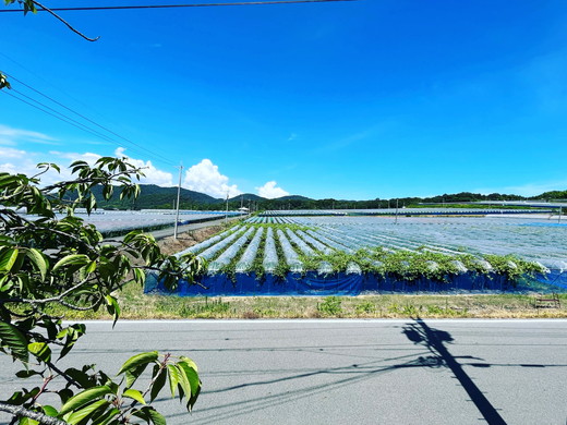 【先行予約】【3回定期便】【びんご圏域連携】地元太鼓判フルーツ便 ｜ 梨 ぶどう ぶどうジュース ぶどうゼリー（世羅町・竹原市・福山市） ※北海道・沖縄・離島への配送不可 ※2025年8月上旬～9月下旬頃に順次発送予定