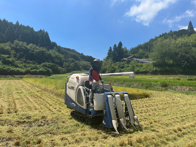 【先行予約】お米 コシヒカリ 精米 30kg ●｜おにぎり 竹原市 小梨町 お米農家 おりはし【 広島県産 白米 名水 甘み おむすび ご飯 】※2025年9月頃より順次発送予定