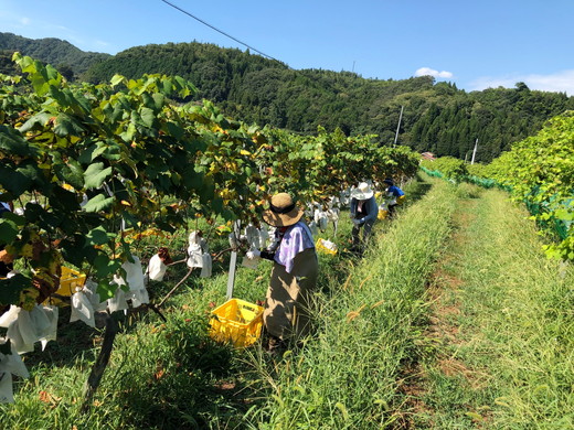 【備後圏域】　旅する　ワインセット