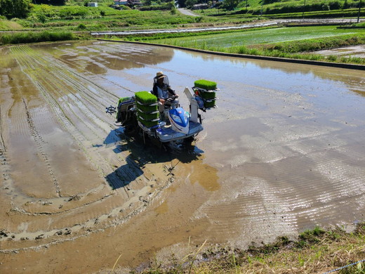 【先行予約】お米 コシヒカリ 精米 30kg ●｜おにぎり 竹原市 小梨町 お米農家 おりはし【 広島県産 白米 名水 甘み おむすび ご飯 】※2025年9月頃より順次発送予定