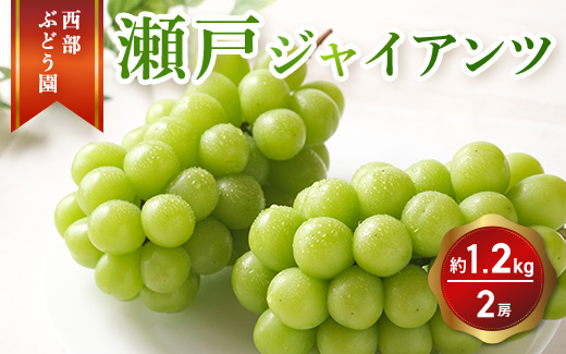 西部ぶどう園 瀬戸ジャイアンツ2房 約1.2kg 葡萄 フルーツ 果物 ※2024年9月初旬～10月初旬頃に順次発送予定　※沖縄・離島への配送不可