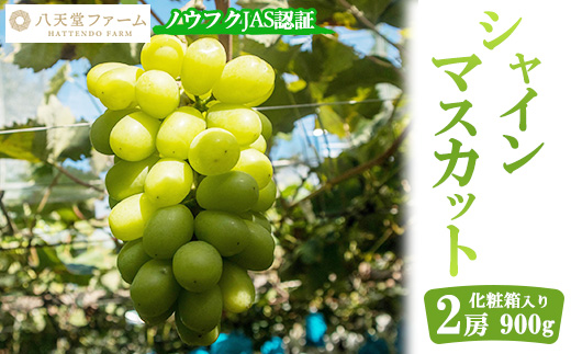 八天堂ぶどう園 シャインマスカット 2房 900g ノウフクJAS認証 化粧箱入り 果物 ぶどう　【 ぶどう フルーツ 果物 甘くて大きい 薄皮 糖度が高い 】 ※2025年8月中旬頃〜9月下旬頃に順次発送予定