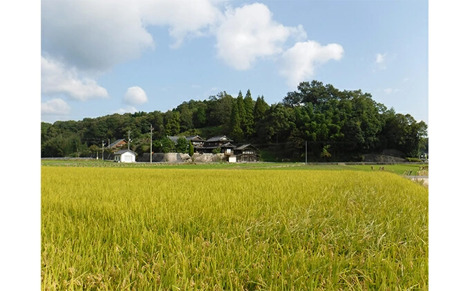 ≪減農薬≫ 三原の絶景白滝山系の美味しいお米3.6kg（胚芽米）新米 002007