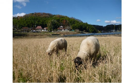 【無農薬】【無肥料】瀬戸内三原 羊飼いのこしひかり 玄米2.5kg 002009