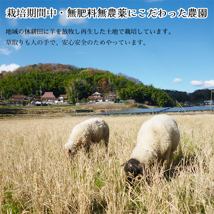 【栽培期間中・無肥料無農薬】瀬戸内三原 羊飼いのこしひかり７分搗き 1.9kg 2025年9月上旬発送予定 瀬戸内ビオファーム お米 こめ ご飯 002010