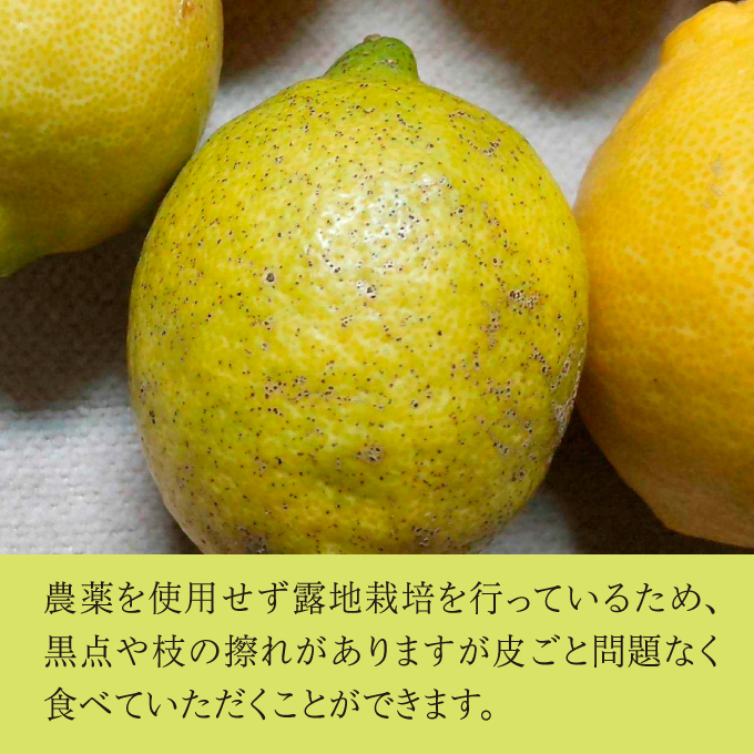 【先行予約】佐木島レモン約1kg(S～L/6～8個)《川原ファーム》【2024年11月以降発送】【栽培期間中 農薬・除草剤不使用】佐木島 れもん 檸檬 鷺島みかんじま 広島レモン 017005