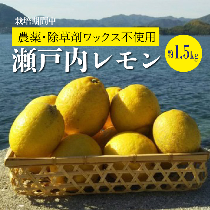 【先行予約】レモン   約1.5kg 【2025年4月以降発送】≪ 白須ファーム ≫ 栽培中 農薬・除草剤不使用  果汁たっぷりレモン広島 三原 佐木島 鷺島みかんじま  017007