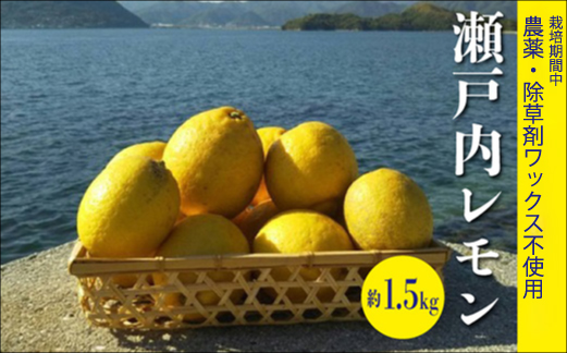 レモン【先行受付】【2025年12月以降発送】【栽培期間中農薬・除草剤不使用】離島 佐木島！レモン 約1.5kg   広島 三原 佐木島 鷺島みかんじま 017007