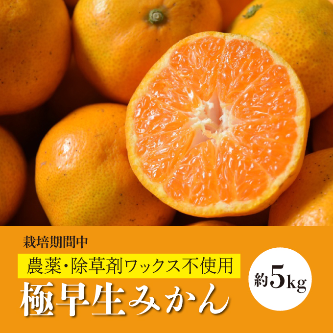 【先行予約】極早生みかん約5kg 《果遊工房》【2024年11月以降発送】蜜柑 柑橘 果物 ミカン フルーツ ジューシー 甘いみかん 産地直送 お取り寄せ 017008