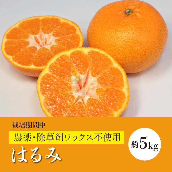 【先行予約】はるみ約5kg《果遊工房》【2025年2月以降発送】佐木島 鷺島みかんじま フルーツ 蜜柑 柑橘 果物 ミカン ジューシー 甘いみかん 産地直送 お取り寄せ 017010