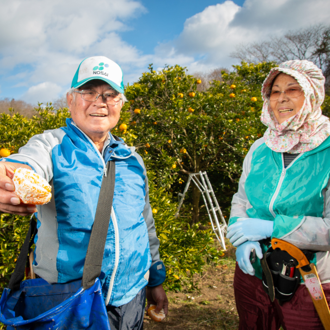 【先行予約】はるみ約5kg《果遊工房》【2025年2月以降発送】佐木島 鷺島みかんじま フルーツ 蜜柑 柑橘 果物 ミカン ジューシー 甘いみかん 産地直送 お取り寄せ 017010