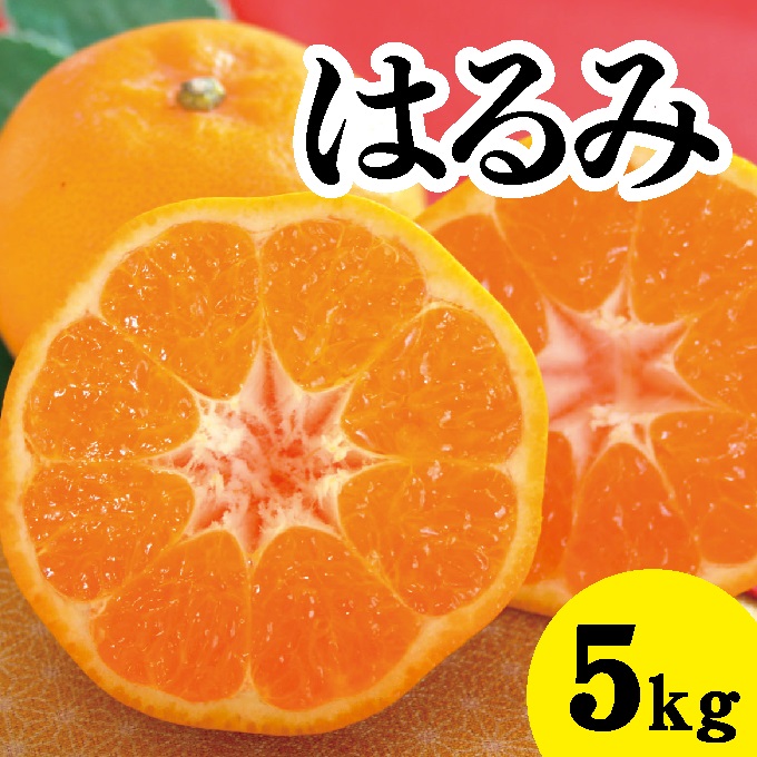 【先行予約】はるみ約5kg【2025年2月以降発送】広島 三原 佐木島 鷺島みかんじま フルーツ 蜜柑 柑橘 果物 みかん ミカン 産地直送 お取り寄せ 017022