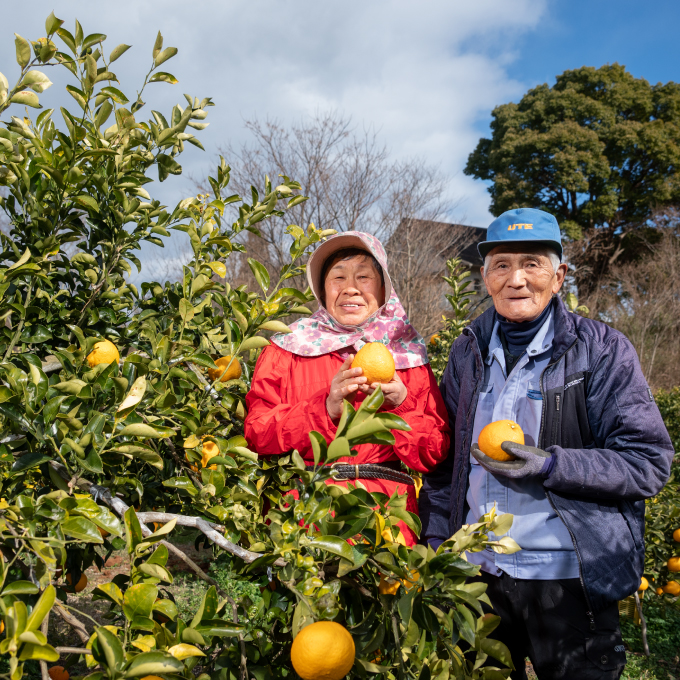 【先行予約】はるみ約7kg【2025年2月以降発送】広島 三原 佐木島 鷺島みかんじま フルーツ 蜜柑 柑橘 果物 みかん ミカン 産地直送 お取り寄せ 017023