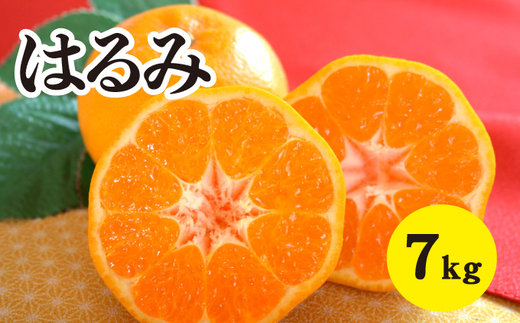 みかん 柑橘 【先行受付】【2026年2月以降発送】甘くてジューシー！瀬戸内さぎしまのはるみ ＜約7kg＞  広島 三原 佐木島 鷺島みかんじま みかん 017023