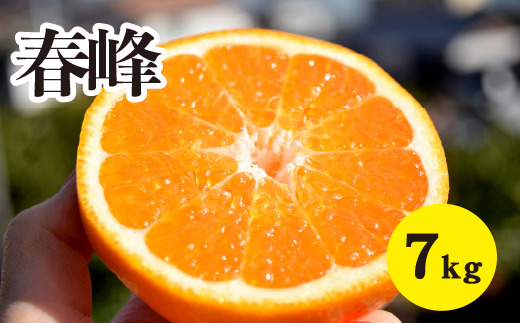 ã¿ãããå
è¡åä»ãã2026幎3æäžæ¬ä»¥éçºéãçå³ã匷ãããããã åžå°ãªåçš® æ¥å³° ïŒçŽ7kgïŒ åºå³¶ äžå äœæšå³¶ 鷺島ã¿ããã㟠017026