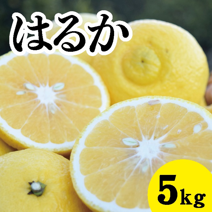 【先行予約】はるか約5kg【2025年3月中旬以降発送】瀬戸内 佐木島 鷺島みかんじま フルーツ 蜜柑 柑橘 果物 みかん ミカン 産地直送 お取り寄せ 017029