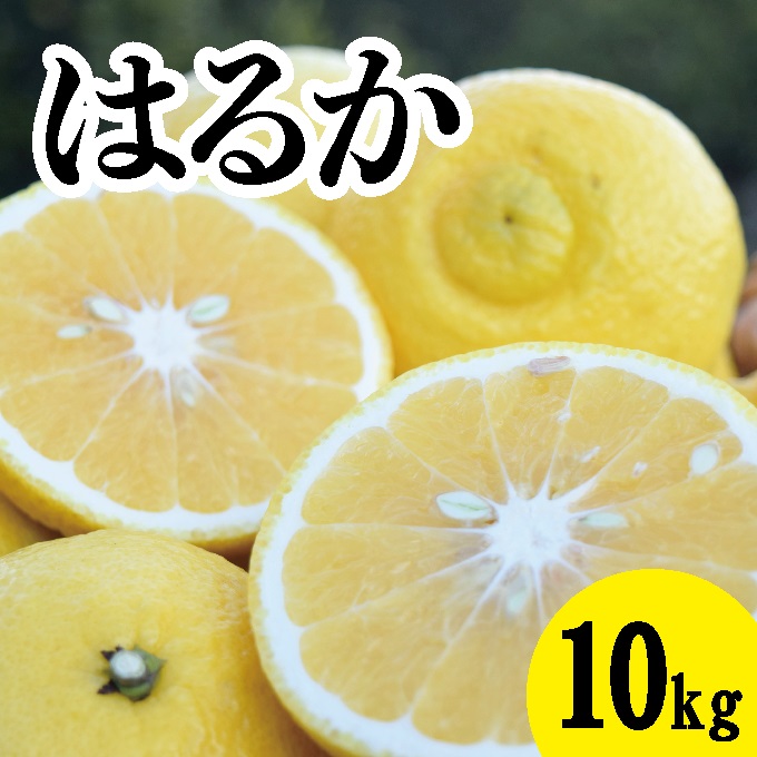 【先行予約】はるか約10kg【2025年3月中旬以降発送】瀬戸内 佐木島 鷺島みかんじま フルーツ 蜜柑 柑橘 果物 みかん ミカン 産地直送 お取り寄せ 017030