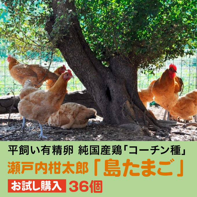 【お試し】島たまご34個(破卵保障＋2個)《有精卵》平飼い 新鮮 卵 玉子 瀬戸内柑太郎 純国産鶏 産地直送 コーチン 017034