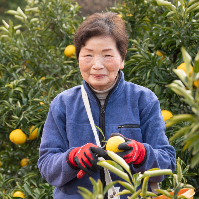 みかん【先行受付】【2026年3月中旬以降発送】濃厚な甘みに驚愕！ 瀬戸内の訳ありはるか＜約5kg＞広島 三原 佐木島 鷺島みかんじま 017069
