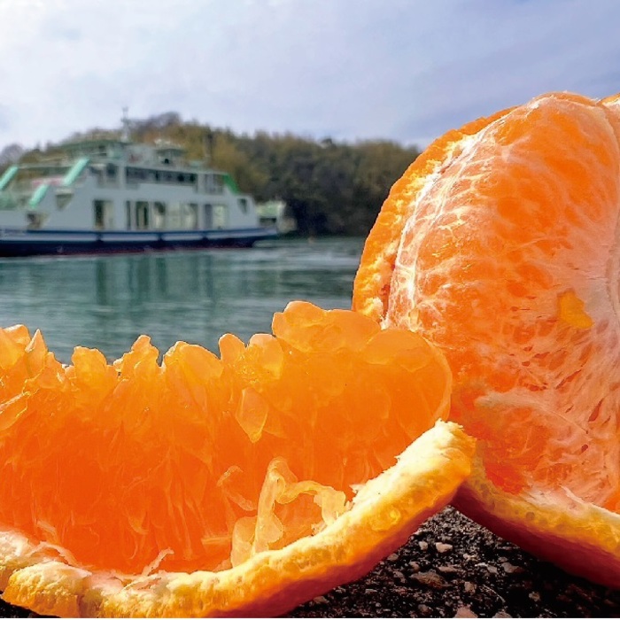 みかん 柑橘【先行受付】【2026年3月以降発送】甘さ抜群しらぬい！デコちゃん【デコポンと同品種】＜約7kg＞ 広島 三原 佐木島 鷺島みかんじま フルーツ 果物 産地直送 人気 濃厚 小玉 大玉 017028