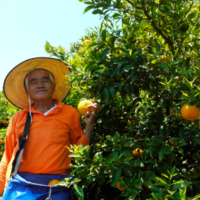 ã¿ãããå
è¡åä»ãã2026幎3æäžæ¬ä»¥éçºéãçå³ã匷ãããããã åžå°ãªåçš® æ¥å³° ïŒçŽ7kgïŒ åºå³¶ äžå äœæšå³¶ 鷺島ã¿ããã㟠017026