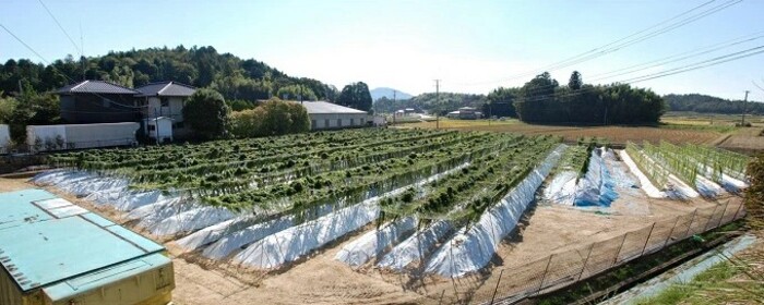 讓咎ォ375ス阪〒謗。繧後◆シ∬ェ辟カ阮ッシ亥喧邊ァ邂ア蜈・繧奇シ1.5kg 蠎蟲カ 荳牙次 驥手除 閾ェ辟カ阮ッ 縺ィ繧阪m 029004