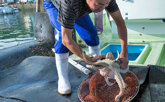 三原やっさタコ浜ゆで刺身（大）約260g 031004