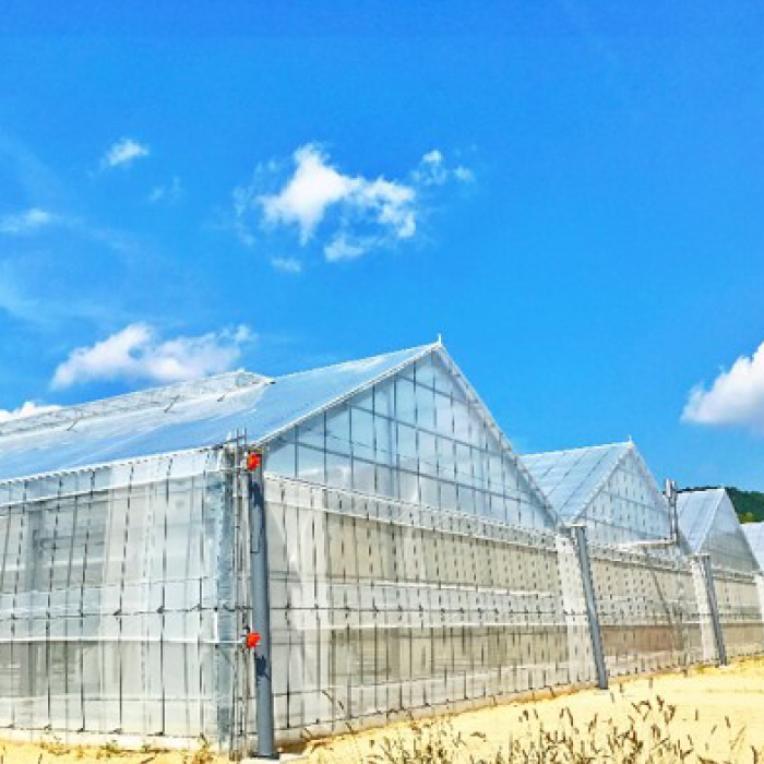 広島県産 スイートルビートマト1kg 野菜 やさい 食品 トマト ミニトマト とまと 金賞受賞 三原市 032001