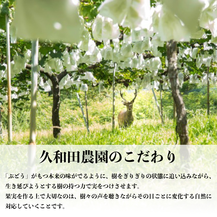 ãå
è¡åä»ãä¹
åç°èŸ²åã®ææ¡ã ã·ã£ã€ã³ãã¹ã«ãã 2æ¿ ãã¹ã«ãã ã¶ã©ã ãã㊠æç© ãã«ãŒã åºå³¶ç äžååž 034003