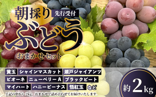【先行受付】久和田農園の朝採り ぶどう 詰め合わせ 2kg 葡萄 ブドウ 食べ比べ フルーツ 果物 2026年お届け 広島県 三原市 034008