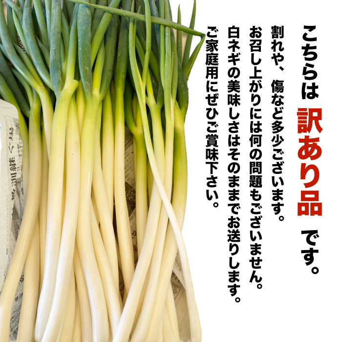 【訳アリ】久和田農園 白ネギ ご自宅用 2kg 期間限定 野菜 ネギ 長ねぎ 広島県 三原市 034012