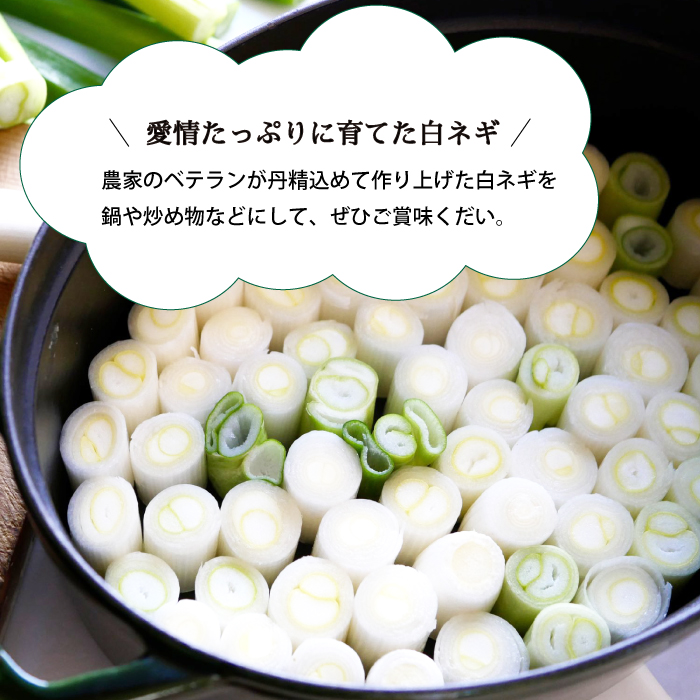 【訳アリ】久和田農園 白ネギ ご自宅用 2kg 期間限定 野菜 ネギ 長ねぎ 広島県 三原市 034012