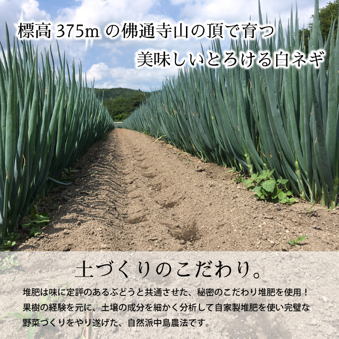 久和田農園 白ネギ ご贈答用 2kg 期間限定 野菜 ネギ 長ねぎ 広島県 三原市 034013