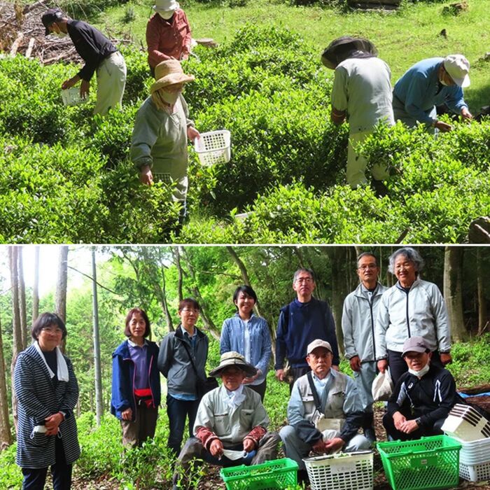 黒谷茶るま赤（鷹の爪25g1袋付き） だるま お茶 茶葉 057002