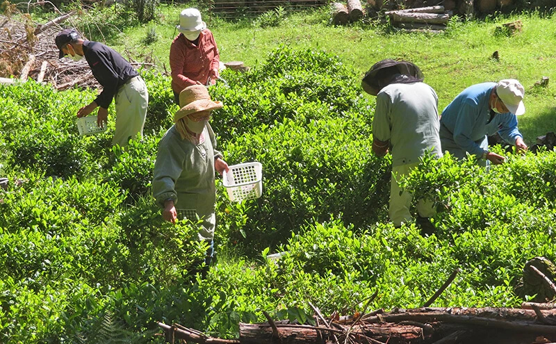 【先行予約】手もみ煎茶 ( 鷹の爪 ) 2袋 お盆 セット ※2024年6月から順次発送 お茶 飲み物 広島県三原市　057003