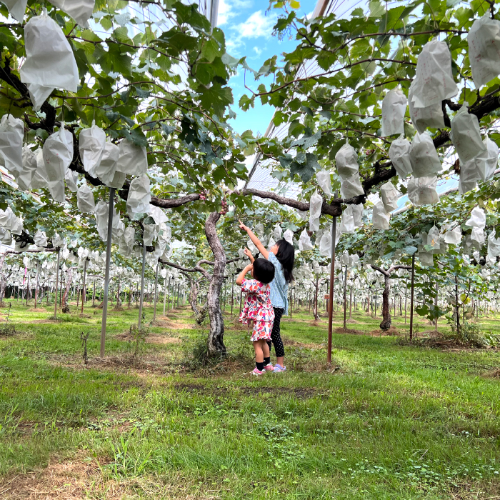 ãå
è¡åä»ãå®èžã¯ã€ãŒã³ 2kg 2026幎9æäžæ¬ä»¥éé æ¬¡çºéäºå® ãã㊠è¡è ã¶ã©ã ãã«ãŒã æç© å®èžã¯ã€ãŒã³ æ°é®® ç£å°çŽé åºå³¶çäžååž 059006