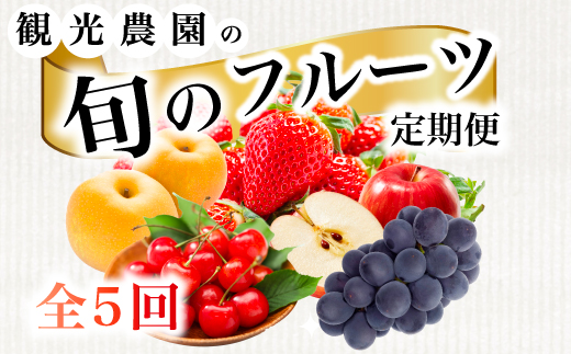 《2026年度先行受付》【フルーツ定期便全5回】 さくらんぼ 梨 ぶどう りんご いちご 豪華フルーツ 詰め合わせ 採れたて 新鮮 産地直送 広島県 三原市 059021