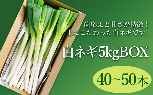 白ネギ 5kg BOX 40～50本入り 広島県三原市産 池ちゃん農園 ネギ 産地直送 新鮮 旬 野菜 鍋 すき焼き 年越しそば 味噌汁 お取り寄せ 特産品 先行受付 国産 甘い　080002