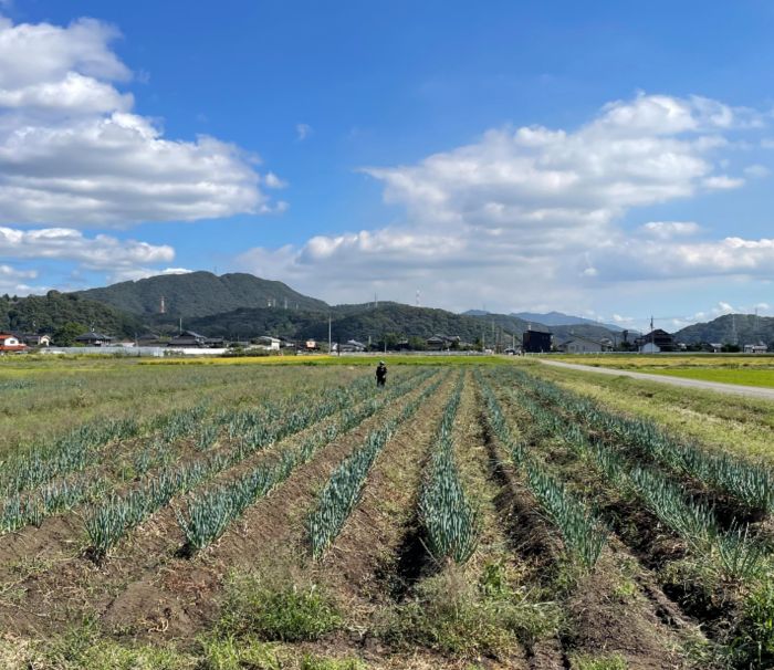 白ネギと季節の野菜BOX　野菜セット 広島県三原市産 池ちゃん農園 産地直送 新鮮 旬 野菜 鍋 すき焼き 年越しそば 味噌汁 お取り寄せ 特産品 先行受付 国産 甘い 080003