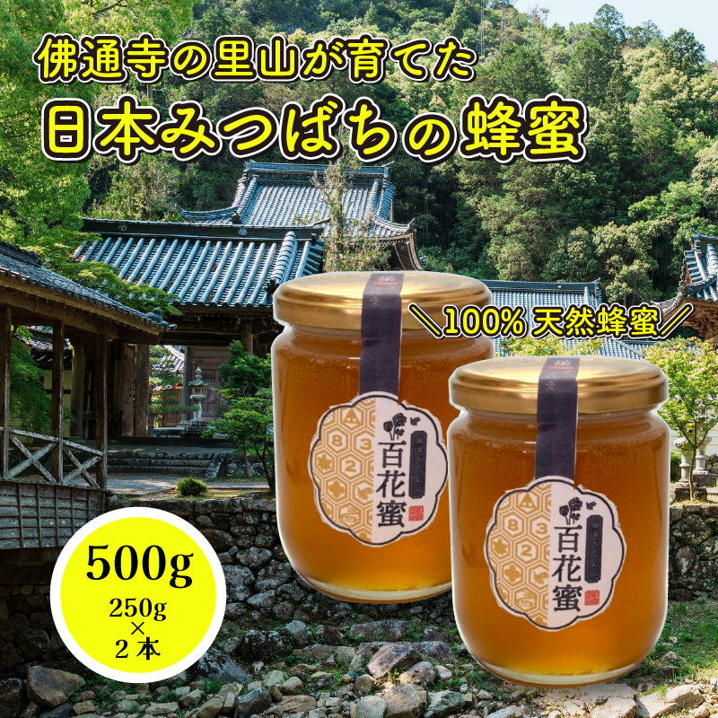 【 国産 天然蜂蜜 】 はちみつ 日本みつばち 百花蜜 500g（250g×2個） たれ蜜製法 純粋ハチミツ 和蜜倶楽部 108002