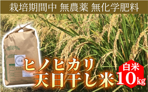 米 ヒノヒカリ 白米 10kg 栽培期間中 無農薬 無化学肥料 天日干し米 お米 こめ コメ 精米 ひのひかり 三原市 114001