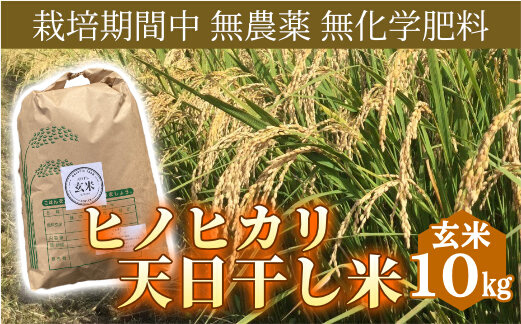 米 ヒノヒカリ 玄米 10kg 栽培期間中 無農薬 無化学肥料 天日干し米 お米 こめ コメ ひのひかり 三原市 114002