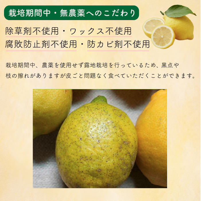 【栽培期間中農薬除草剤無し】わけあり瀬戸内レモン1kg サイズミックス お試し 家庭用 加工用 訳あり 117019