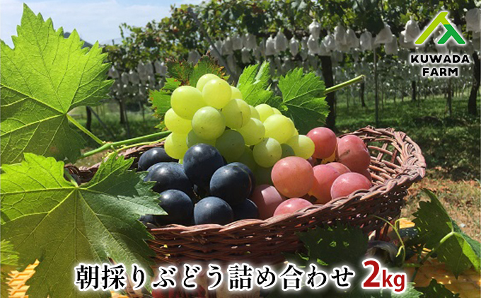 【先行予約】久和田農園 朝採りぶどう詰め合わせ 2kg 広島 三原