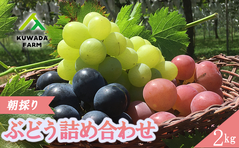 ぶどう 朝採り 先行予約 久和田農園 ブドウ おまかせ 詰め合わせ 2kg 15種 葡萄 広島 三原